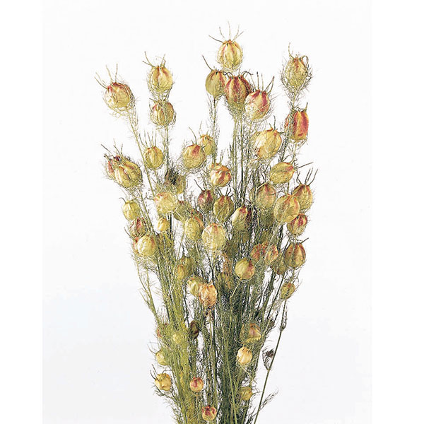 楽天市場】【P15倍中 2/24 9:59まで】 ドライフラワー 花材 即日出荷