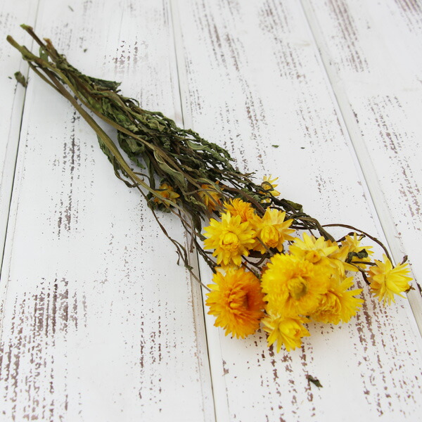 楽天市場】【P10倍 】 ドライフラワー 花材 即日出荷 ヘリクリサム