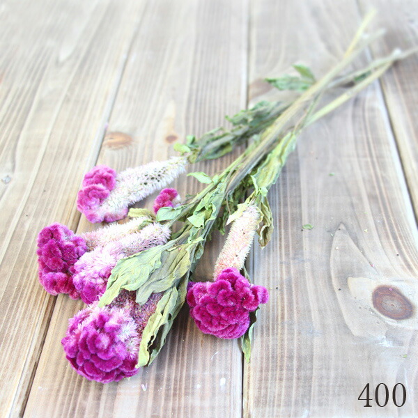 楽天市場 在庫限り クリアランス ケイトウ ピンク ドライフラワー 八千代ケイトウ ドライフラワー 夏の花 アレンジ 花材 インテリアフラワー ハーバリウム 鶏頭 スワッグ Flower Parts Shop