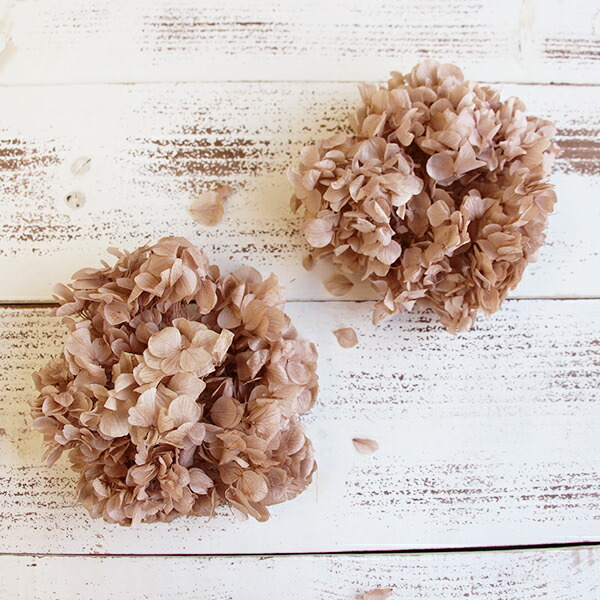 楽天市場 プリザーブドフラワー 即日出荷 大地農園 セイヨウアジサイ ヘッド シャンパン あじさい 紫陽花 プリザ 花材 材料 素材 アレンジ インテリア ボタニカル ブライダル 造花ドライフラワー専門問屋花びし