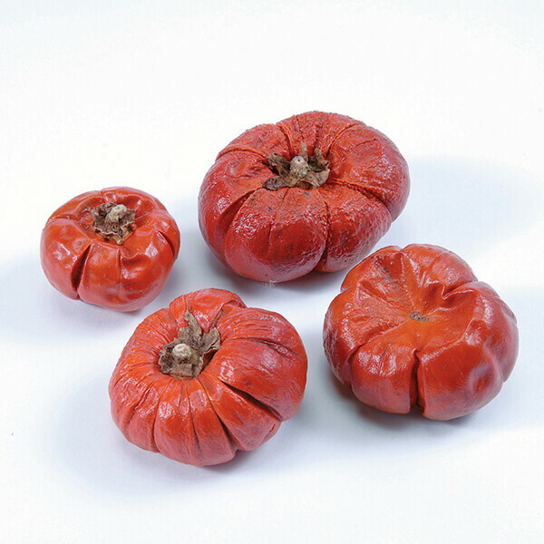 楽天市場】ドライフラワー 花材 即日出荷 カカオホール・大 ナチュラル