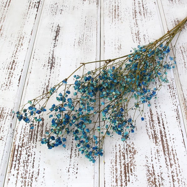 楽天市場 ドライフラワー 即日出荷 大地農園 カスミ草 オーバータイム ドライ ブルー 18aw かすみ カスミ ブーケ スワッグ アレンジ サシェ インテリア 花束 ナチュラル 造花ドライフラワー専門問屋花びし