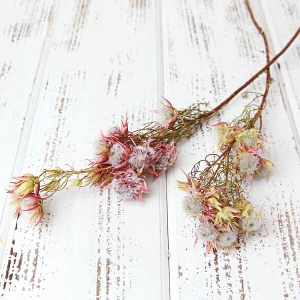 楽天市場】【P15倍中 2/24 9:59まで】 ドライフラワー 花材 即日出荷