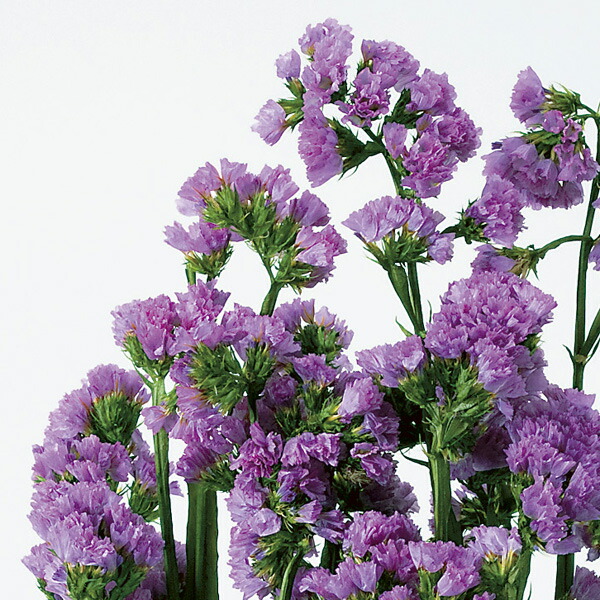 楽天市場 プリザーブドフラワー 即日出荷 大地農園 ソフトスターチス リモニウム 花材 ピンクハーバリウム プリザーブドローズ プリ プリザーブド プリザーブド ブリザーブド Preserving ナチュラル 造花ドライフラワー専門問屋花びし