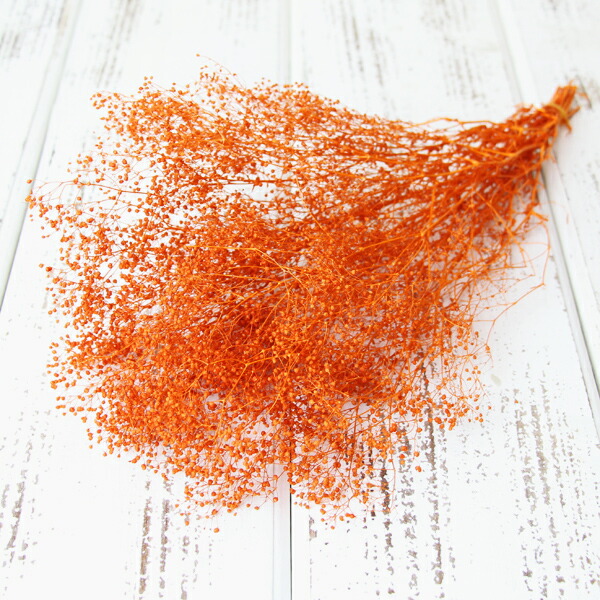 楽天市場】【P10倍 12/31まで！】 ドライフラワー 花材 とりよせ品