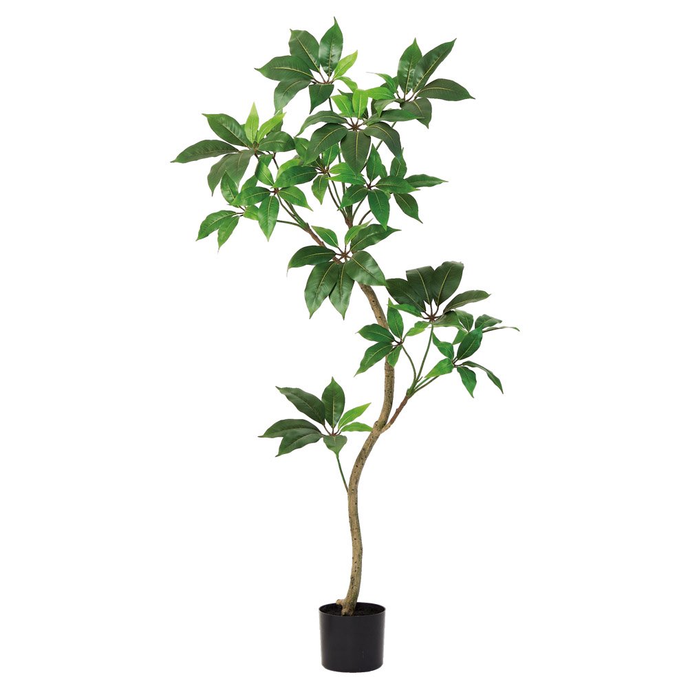 フェイクグリーン 観葉植物 【メーカー直送品】 ツピタンサス（ポット付） 《代引決済・他商品と同梱不可》 ツピタンサス 観葉植物 人工観葉 安い 春 アスカ ASCA アスカ商会｜造花ドライフラワー専門問屋花びし 16,870円