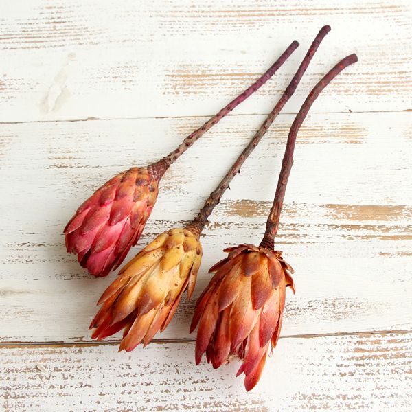 楽天市場】【P15倍中 2/24 9:59まで】 ドライフラワー 花材 即日出荷