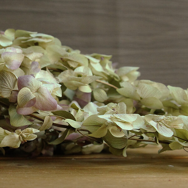 楽天市場 ドライフラワー 即日出荷 東北花材 オレガノケントビューティ ナチュラル グリーン ドライ 自然素材 ナチュラルドライフラワー インテリア インテリアフラワー プリ プリザ プリザーブド スワッグ 造花ドライフラワー専門問屋花びし