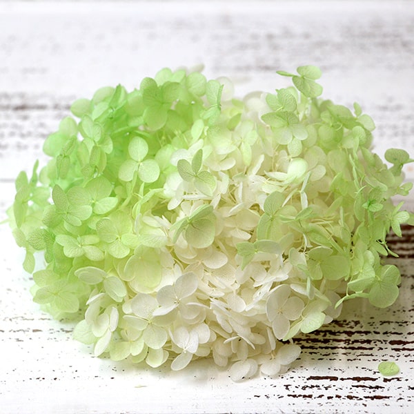 楽天市場 プリザーブドフラワー 即日出荷 東北花材 ソフトあじさいアナベル パルフェ メロンフロート アジサイ あじさい 紫陽花 ハーバリウム プリザーブドローズ プリ プリザーブド プリザーブド パーツ 花 造花ドライフラワー専門問屋花びし