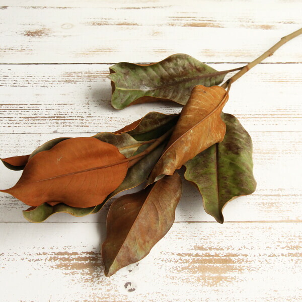 楽天市場】☆P10倍 10/14 20時から☆ ドライフラワー 花材 即日