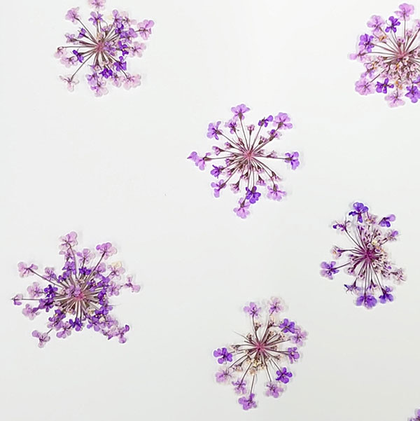 押し花 レースフラワー ドライフラワー レジン 花 即日出荷 大和フラワー 花材 少量 特価 パープル 小分け パーツ