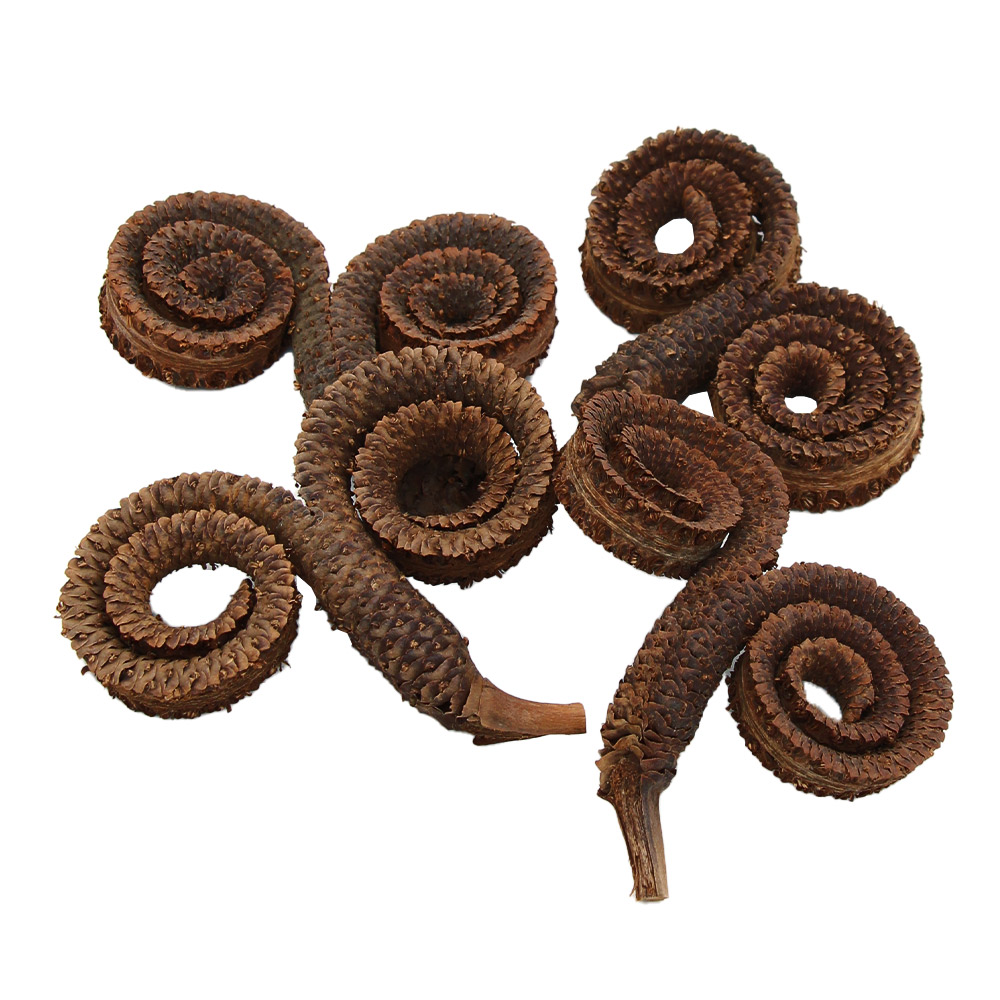 楽天市場】ドライフラワー 花材 即日出荷 カカオホール・小 ナチュラル