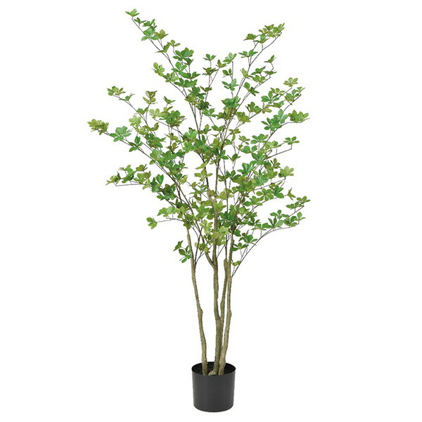 フェイクグリーン 観葉植物 とりよせ品 【メーカー直送品】ドウダン(ポット付) 155cm《代引決済・他商品との同梱不可》 観葉植物 1.5m 大型 人工観葉 アスカ ASCA アスカ商会｜造花ドライフラワー専門問屋花びし