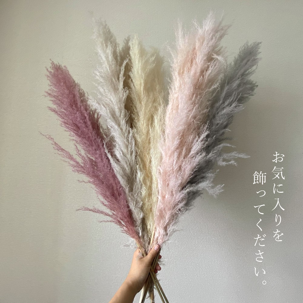 ドライフラワー 花材 即日出荷 ビッグテールリード パンパスグラス 穂