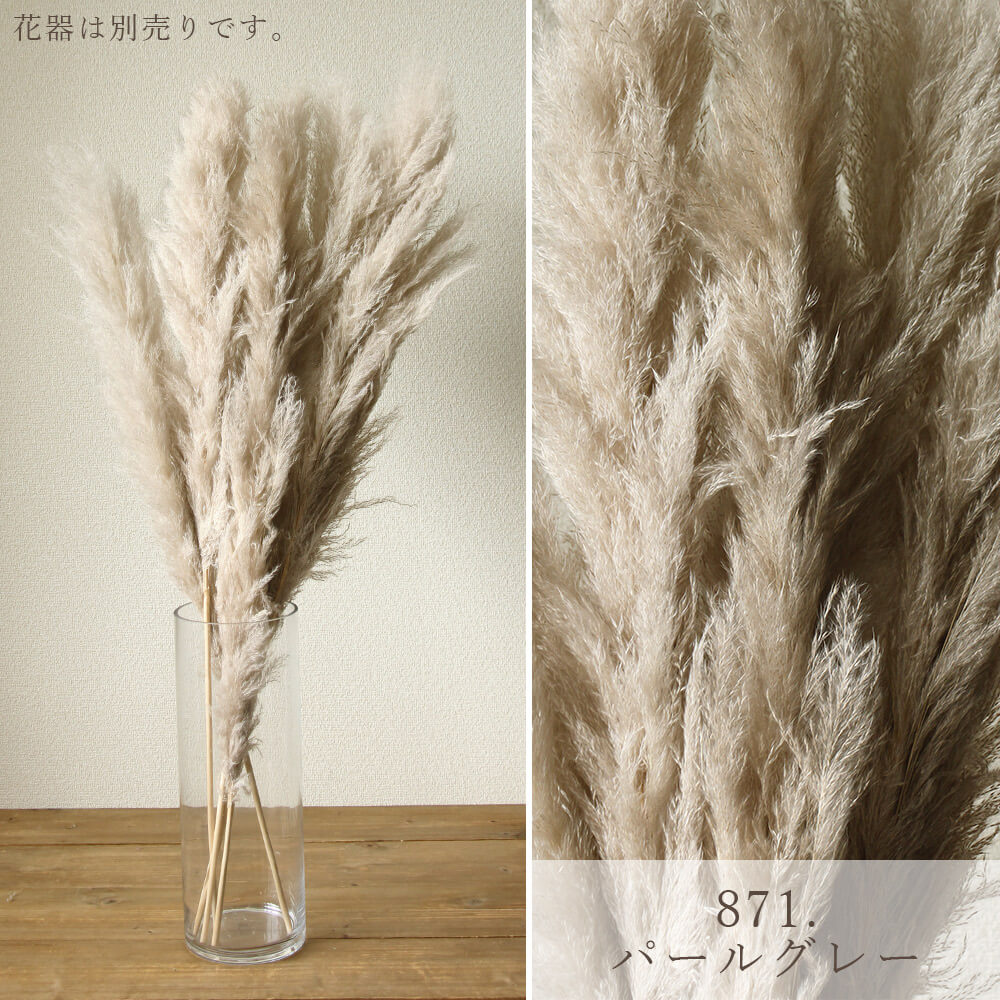 ドライフラワー 花材 即日出荷 ビッグテールリード パンパスグラス 穂
