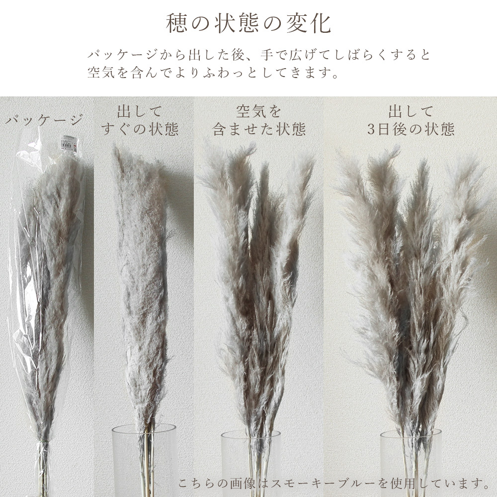 ドライフラワー 花材 即日出荷 ビッグテールリード パンパスグラス 穂