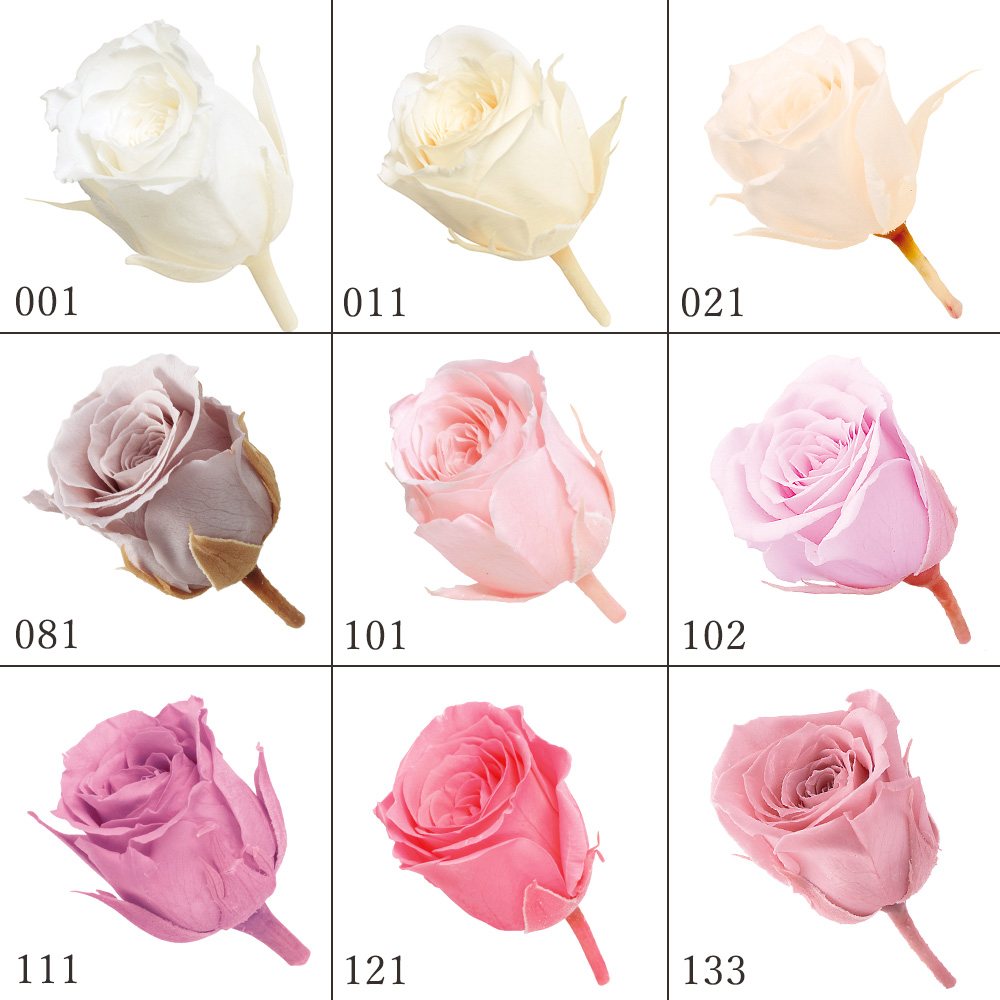 楽天市場】《 プリザーブドフラワー 》◇とりよせ品◇Florever ベイビーローズ(1箱12輪入り)ローズ ハーバリウム プリザーブドローズ プリ  プリザーブド ブリザーブド Preserving ナチュラル バラ : 造花ドライフラワー専門問屋花びし
