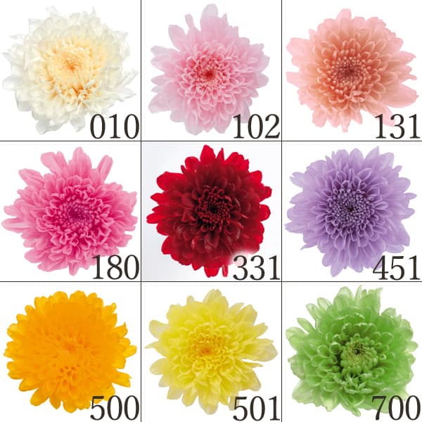 楽天市場】プリザーブドフラワー 花材 とりよせ品 ポンポン菊
