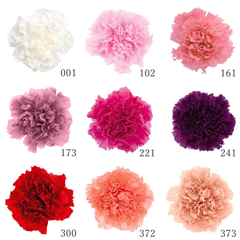 楽天市場】【P10倍 】 プリザーブドフラワー 花材 とりよせ品