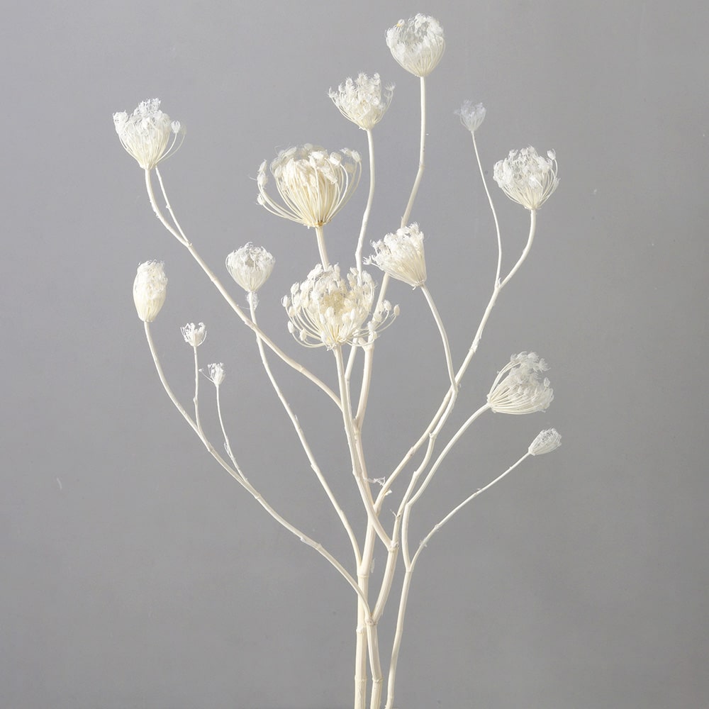 楽天市場】【P10倍 12/31まで！】 ドライフラワー 花材 即日出荷