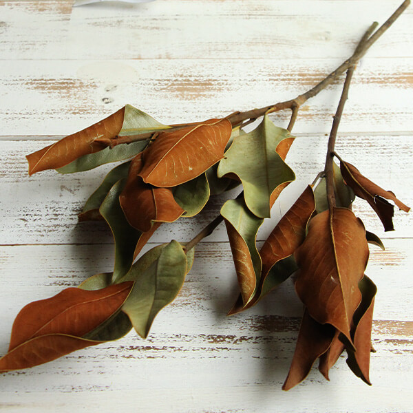 ドライフラワー 花材》☆即日出荷☆大地農園 マグノリアリーフ