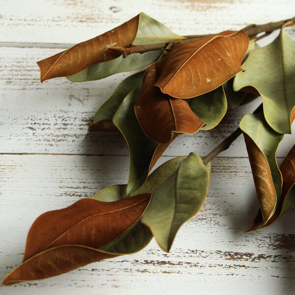 ドライフラワー 花材》☆即日出荷☆大地農園 マグノリアリーフ