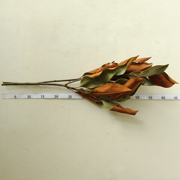 ドライフラワー 花材》☆即日出荷☆大地農園 マグノリアリーフ