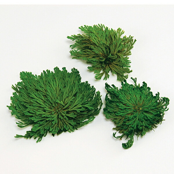 ❺ イワヒバ ( 岩松 ） 首長最上株物 ３０年以上物 コニファー 多幹樹 ➄ イワヒバ ( 岩松 ） 首長最上株物 30年以上物 コニファー