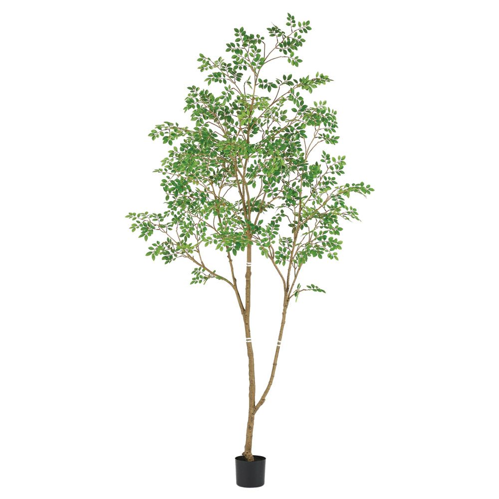 フェイクグリーン 観葉植物 【メーカー直送品】 トネリコ(ポット付) 2.4m《代引決済・他商品と同梱不可》 トネリコ アッシュツリー シマトネリコ タガヤサン グリーン 緑 緑色 グリーンカラー 240cm 人工観葉 インテリア 店舗装飾 アスカ ASCA アスカ商会|造花ドライフラワー専門問屋花びし