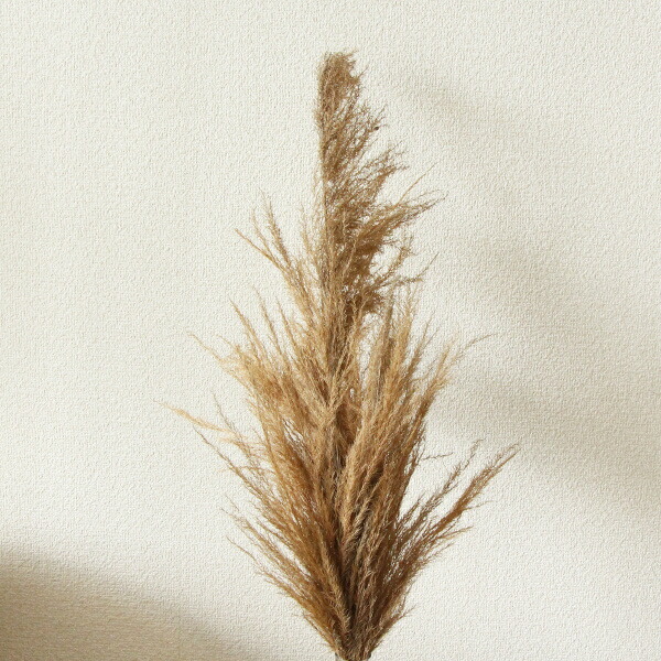 楽天市場 ドライフラワー 即日出荷 Coretrading アンデスパンパス ツリートップ ナチュラル自然素材 ナチュラルドライフラワー インテリア インテリアフラワー フワフワ パンパス系 プリ プリザ 花 造花ドライフラワー専門問屋花びし