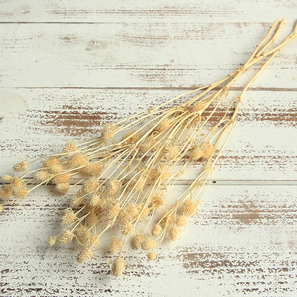 あずき　ブルーミングフラワーレギンス　チョコレートブラウン　M ALOHAショートレギンス（ブラウン） - LE'A MAKAHA | レアマカハ