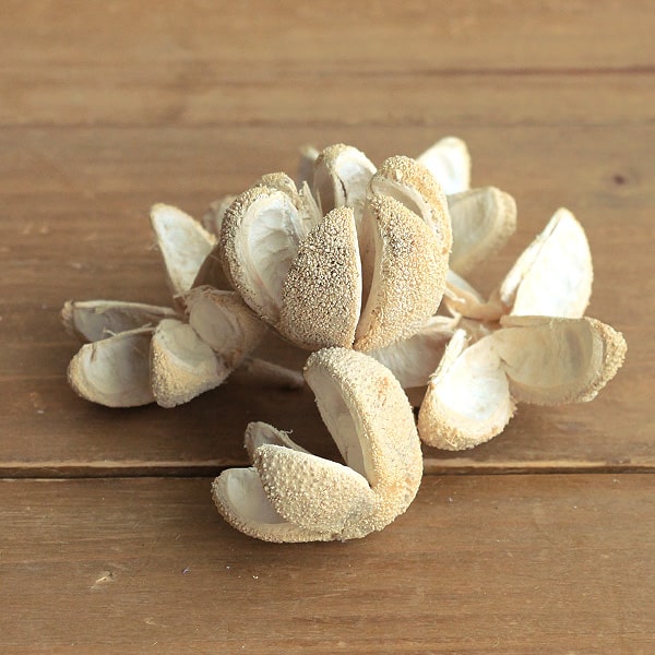 楽天市場】ドライフラワー 花材 即日出荷 カカオホール・小 ナチュラル