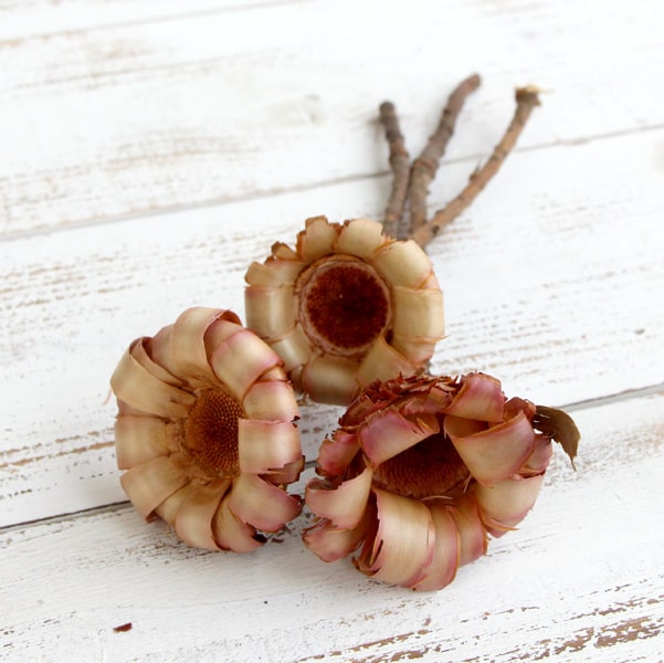 楽天市場】ドライフラワー 花材 即日出荷 アーティチョーク・ミニ