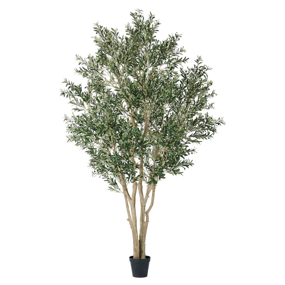 フェイクグリーン 観葉植物 【メーカー直送品】 オリーブ(ポット付) 3.5m《代引決済・他商品と同梱不可》 オリーブ オリーブツリー オリーブの木 ナチュラル 自然色 天然色 生成り ナチュラルカラー ベージュ系 グリーン 緑 緑色 アスカ ASCA アスカ商会｜造花ドライフラワー専門問屋花びし