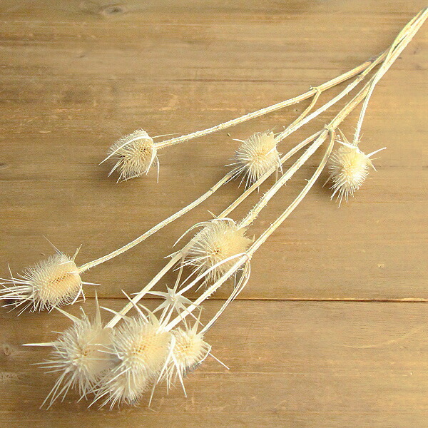 楽天市場】【P10倍 12/31まで！】 ドライフラワー 花材 即日出荷