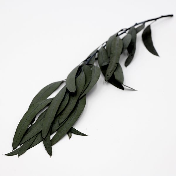 楽天市場】ドライフラワー 花材 即日出荷 カカオホール・小 ナチュラル