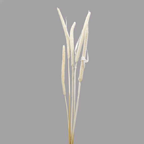 税込 ドライフラワー 花材 即日出荷 Mono ババラ ホワイト花材 スワッグ 材料 ブライダル ブーケ 花束 おしゃれ ディスプレイ ドライ 自然素材 ナチュラルドライフラワー インテリア プリ プリザ 花