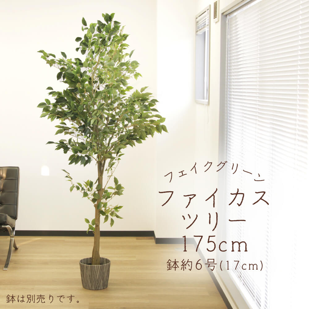 フェイクグリーン 観葉草木 とりよせ品 【製造業者直送品】 ファイカスツリー (ポット付) 175糎《代引不可・他商いものとの同梱不可》\u003cbr /\u003e \u003cbr /\u003e 観葉草木 1.7m 春 アスカ ASCA アスカ人中