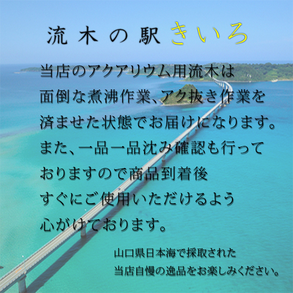 流木 アク抜き 煮沸済み ウィローモス用等 アクアリウム