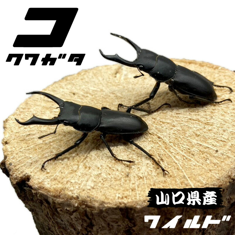 楽天市場】コクワガタ オス ♂ お得なセット販売 3頭 5頭 10頭 小型 30mm以内のコクワガタ（スジクワが入る場合もあります） WD個体 国産  販売 生体 成虫 ♂ オス 採集品 頭数選択可能 昆虫 飼育 観賞 こくわがた 夏 虫取り 昆虫採集 かわいい 小型 クワガタムシ : 流木の ...