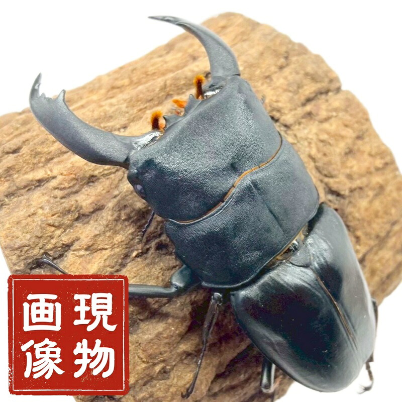 テイオウヒラタクワガタ 牡 【フィリピン共和国・カタンドゥアネス産】 ブリード其れ其れ【現物すがた絵】活動写真の其れ其れをお届け 外国産 売りわたす 毛の荒物 成虫 虫けら 繁殖 褒めたたえる 殖える ヒラタクワガタ 血の切りかえるに!