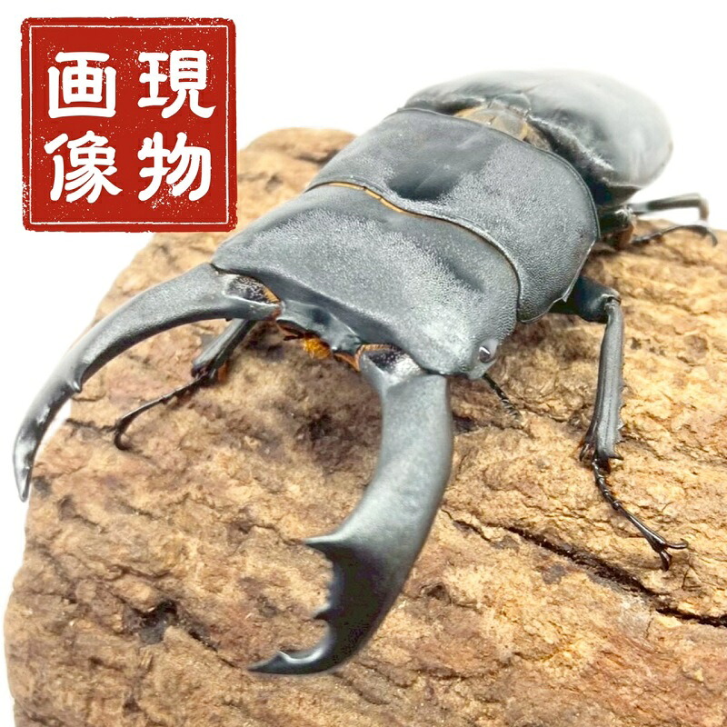 テイオウヒラタクワガタ 牡 【フィリピン共和国・カタンドゥアネス産】 ブリード其れ其れ【現物すがた絵】活動写真の其れ其れをお届け 外国産 売りわたす 毛の荒物 成虫 虫けら 繁殖 褒めたたえる 殖える ヒラタクワガタ 血の切りかえるに!