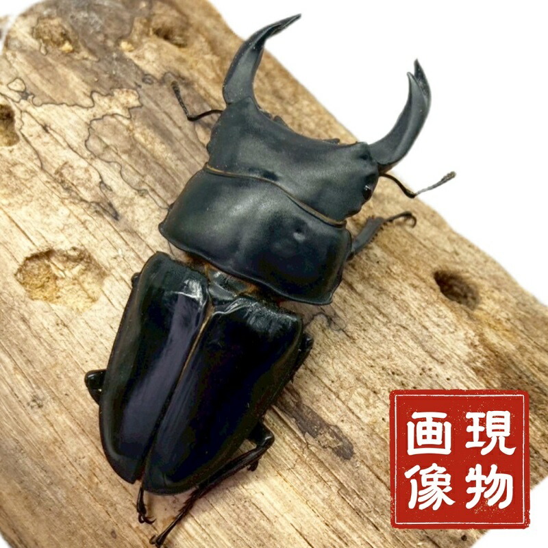 国産オオクワガタ 牡 【能勢SR氏素性】大型氏素性 軽いの羽パカ 国産 売りわたす 毛の荒物 成虫 大型其れ其れ ブリード其れ其れ 大型 中型 国産 虫けら 繁殖 褒めたたえる 一般受け ♂