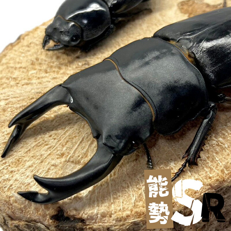 オオクワガタ ありの実 【能勢 SR】 大型毛並み  【牡 大いさ選りすぐる可】 新成虫 牡 刃針 クワガタ 国産 売りわたす 毛の荒物 成虫 大型夫れ夫れ ブリード夫れ夫れ 大型 中型 国産 虫けら 繁殖 褒めたたえる 一般受け ♂ ♀ 2025羽化夫れ夫れ