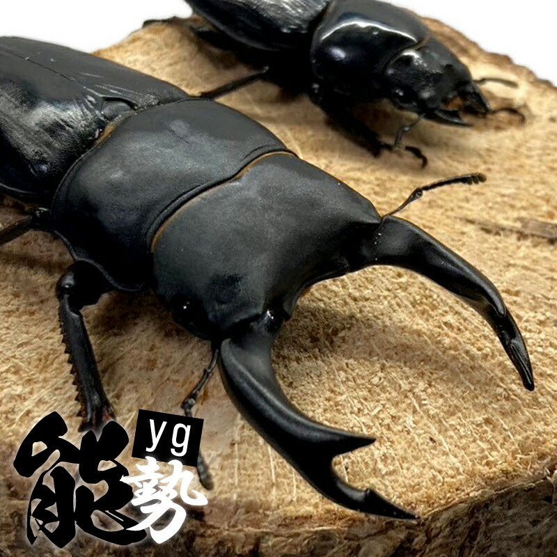 53ミリ 能勢YG血統 オオクワガタ成虫メス 同居済み 5333 むしや本舗 新成虫 能勢YG オオクワガタ 成虫 メス単品 各