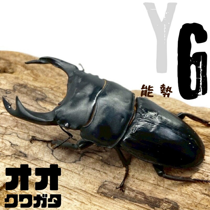 オオクワガタ 牡 【能勢YG氏素性】大型氏素性  【牡 大きさ選りわける可】国産オオクワガタ 牡 クワガタ 国産 売りわたす 毛の荒物 成虫 大型其れ其れ ブリード其れ其れ 大型 中型 小型 国産 虫けら 繁殖 褒めたたえる 一般受け ♂ 2026羽化其れ其れ