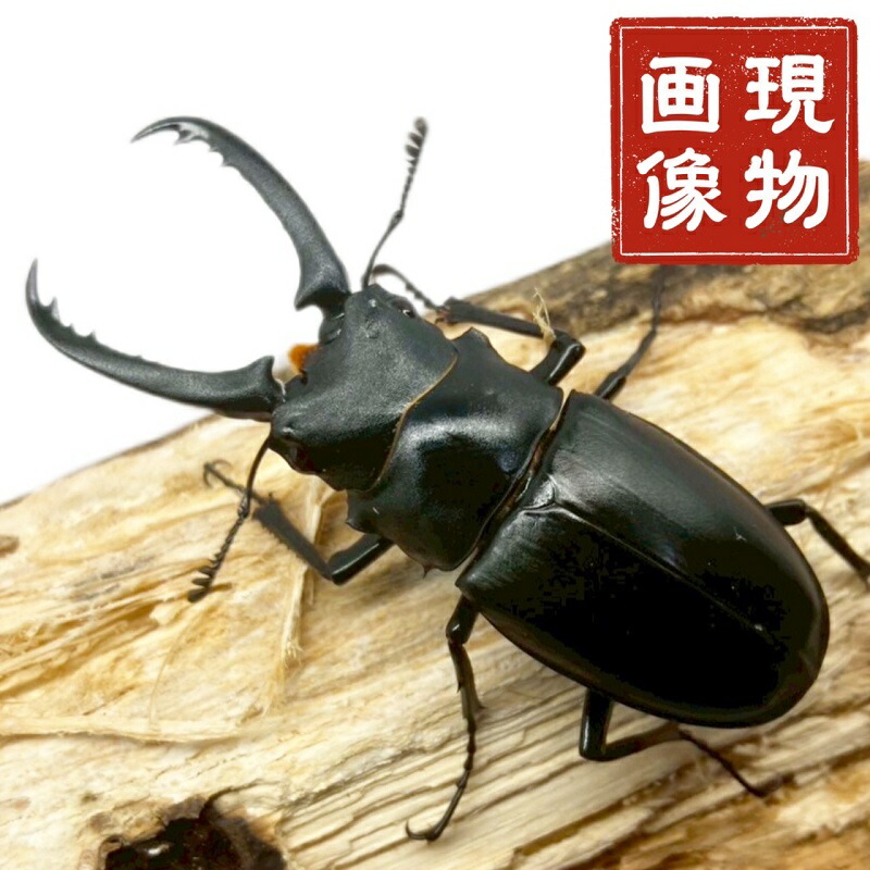 楽天市場】BIG HORN ギラファノコギリクワガタ初2令幼虫 5頭