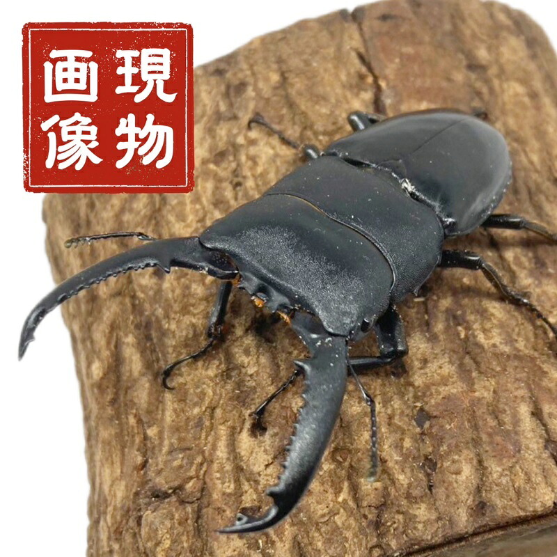パラワンオオヒラタ オス 【現物画像】 【フィリピン パラワン島 mtガントン】外国産 販売 生体 成虫 昆虫 飼育 観賞 ブリード個体 血の入れ替え等に