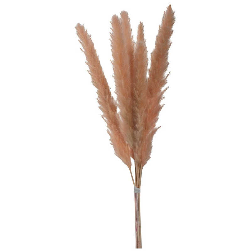 Leonardo ドライフラワー パンパスグラス L70cm ローズ 最新号掲載アイテム