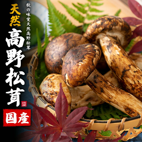 国産松茸511g 国産松茸511g